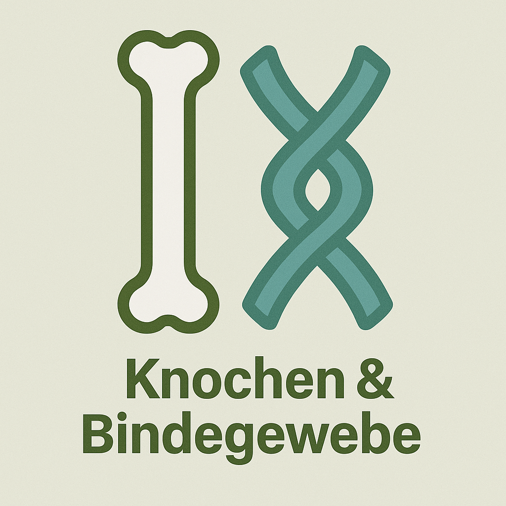 Knochen & Bindegewebe